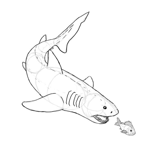 鲨鱼怎么画？真实鲨鱼的身体结构绘画