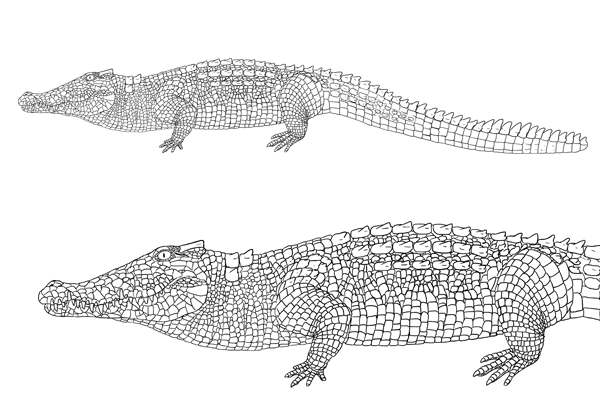 怎么画鳄鱼？真实的鳄鱼分解绘画教程