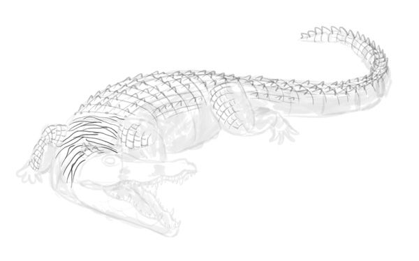 怎么画鳄鱼？真实的鳄鱼分解绘画教程
