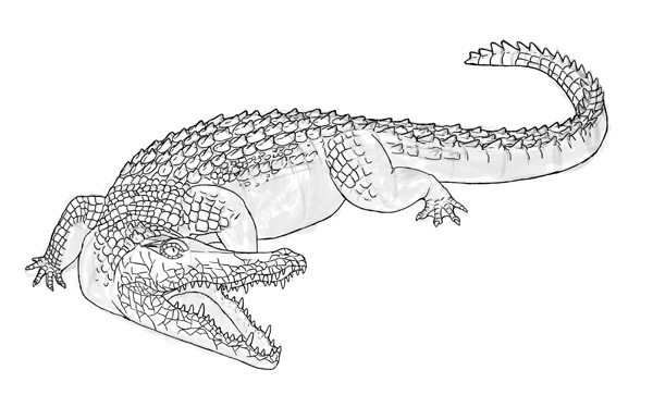 怎么画鳄鱼？真实的鳄鱼分解绘画教程