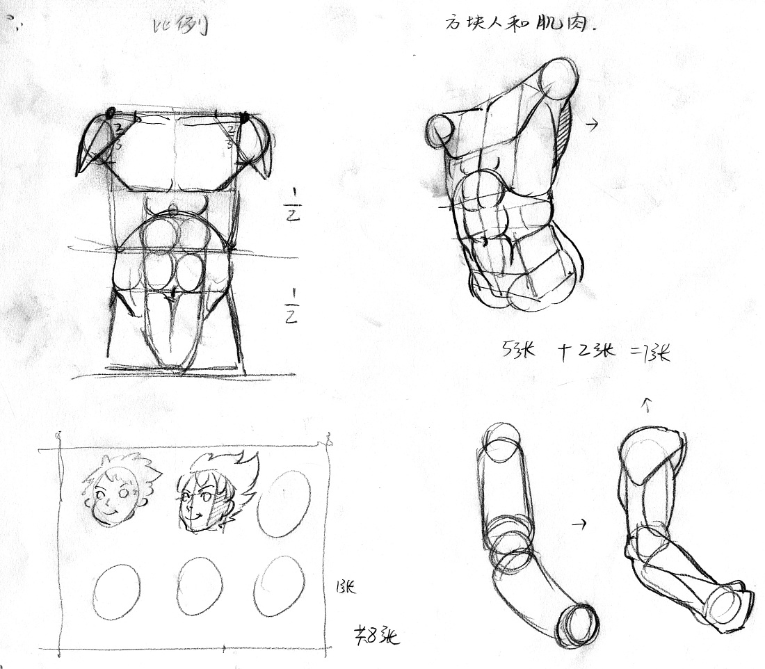 人体绘画 人体的肌肉、比例