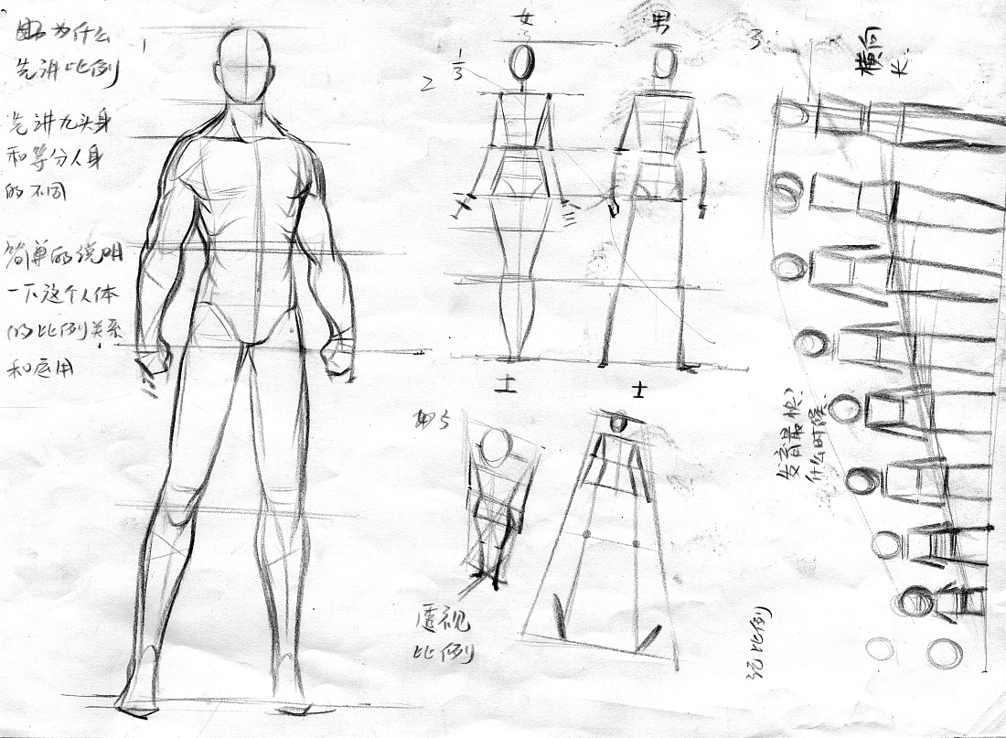 人体绘画 人体的肌肉、比例