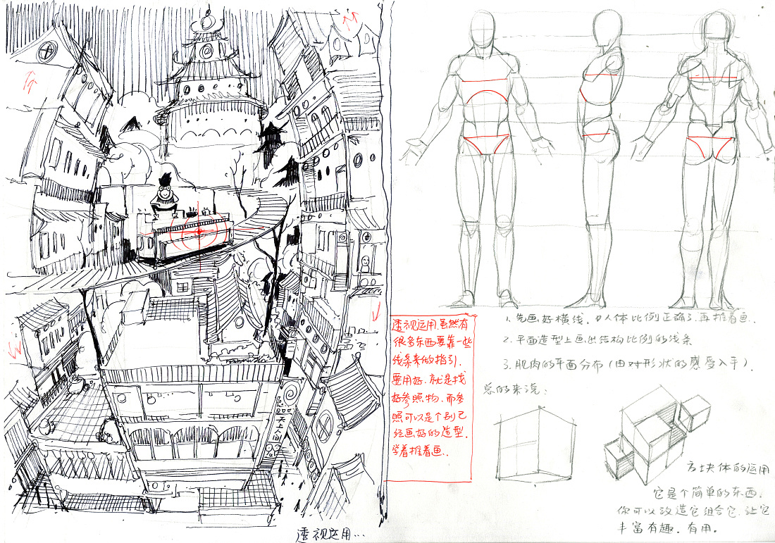 人体绘画 人体的肌肉、比例