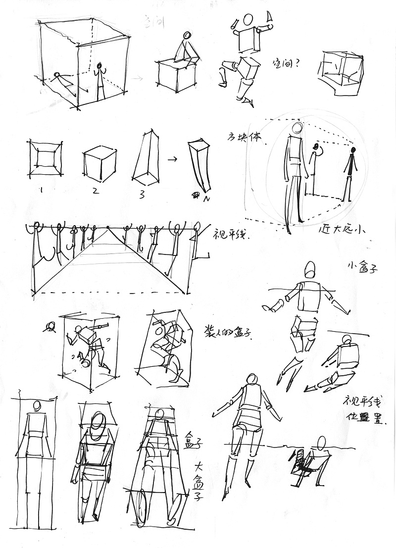 人体绘画 人体的肌肉、比例