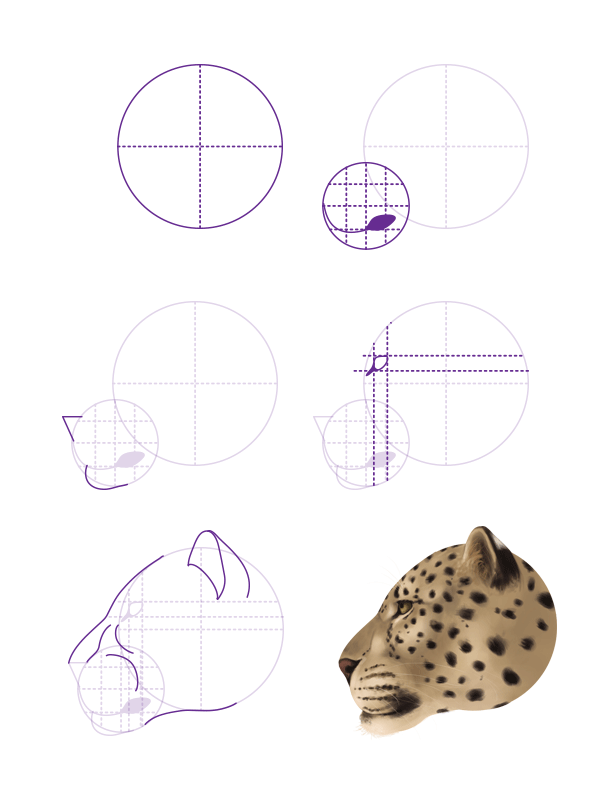 动物画教程：如何画大型猫科动物