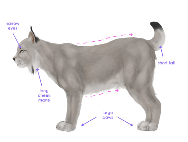 动物画教程：如何画大型猫科动物