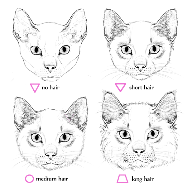画猫详细教程：教你如何画一只猫