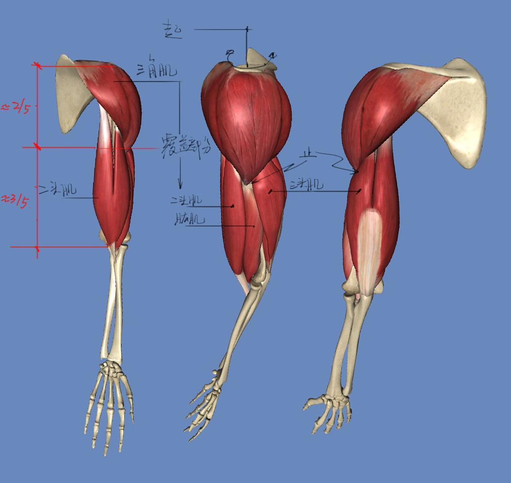 骨哥阅片课堂：10分钟认识上臂高清解剖