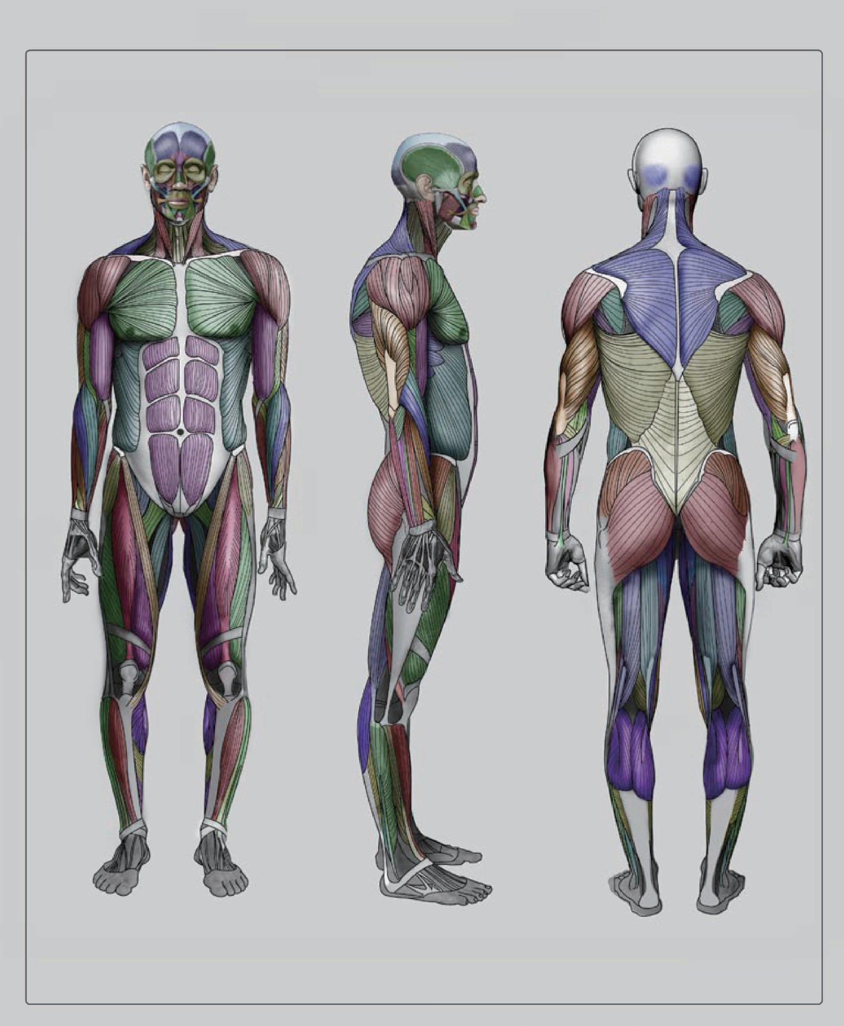 人体全身骨骼与肌肉结构分布图