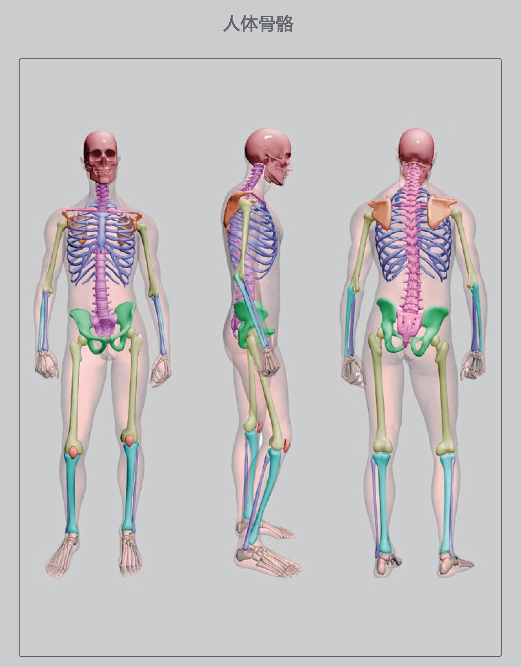图3 全身骨骼（后面观）-人体解剖组织学-医学
