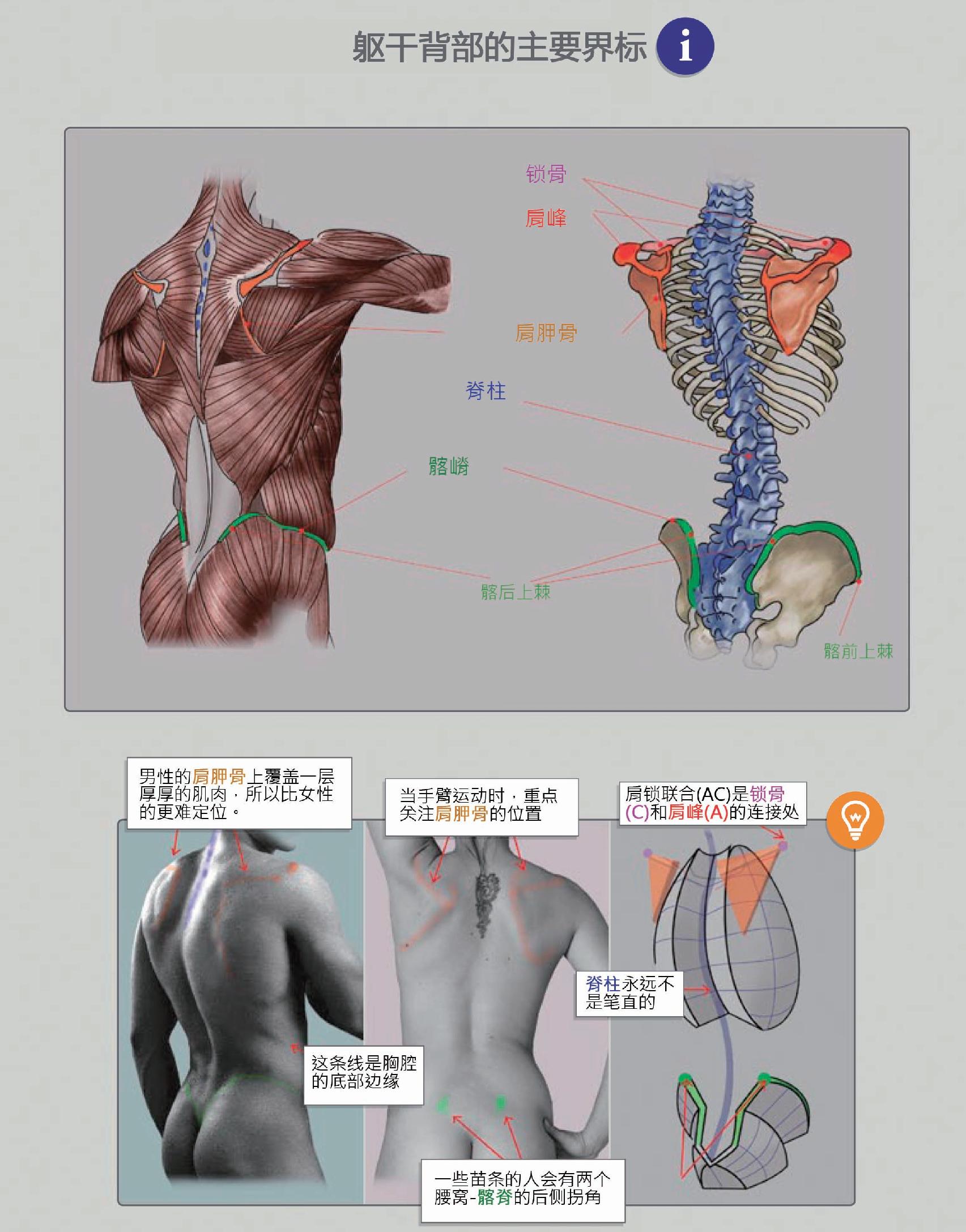 【图谱】人体脊柱各个节段分别对应人体的那些器官与功能？_系列