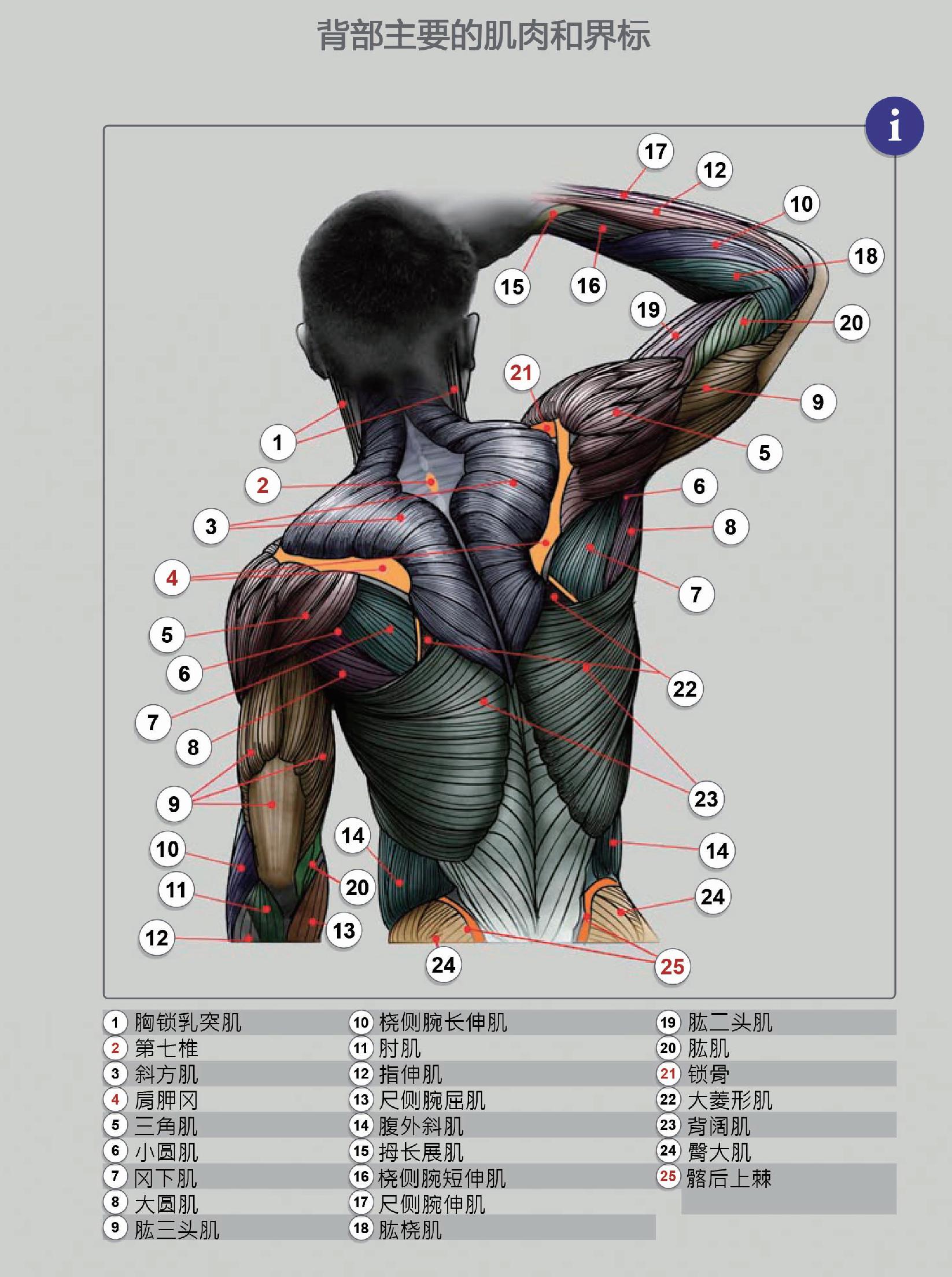 医用人体解剖图|平面|宣传品|撬天堂之门 - 原创作品 - 站酷 (ZCOOL)