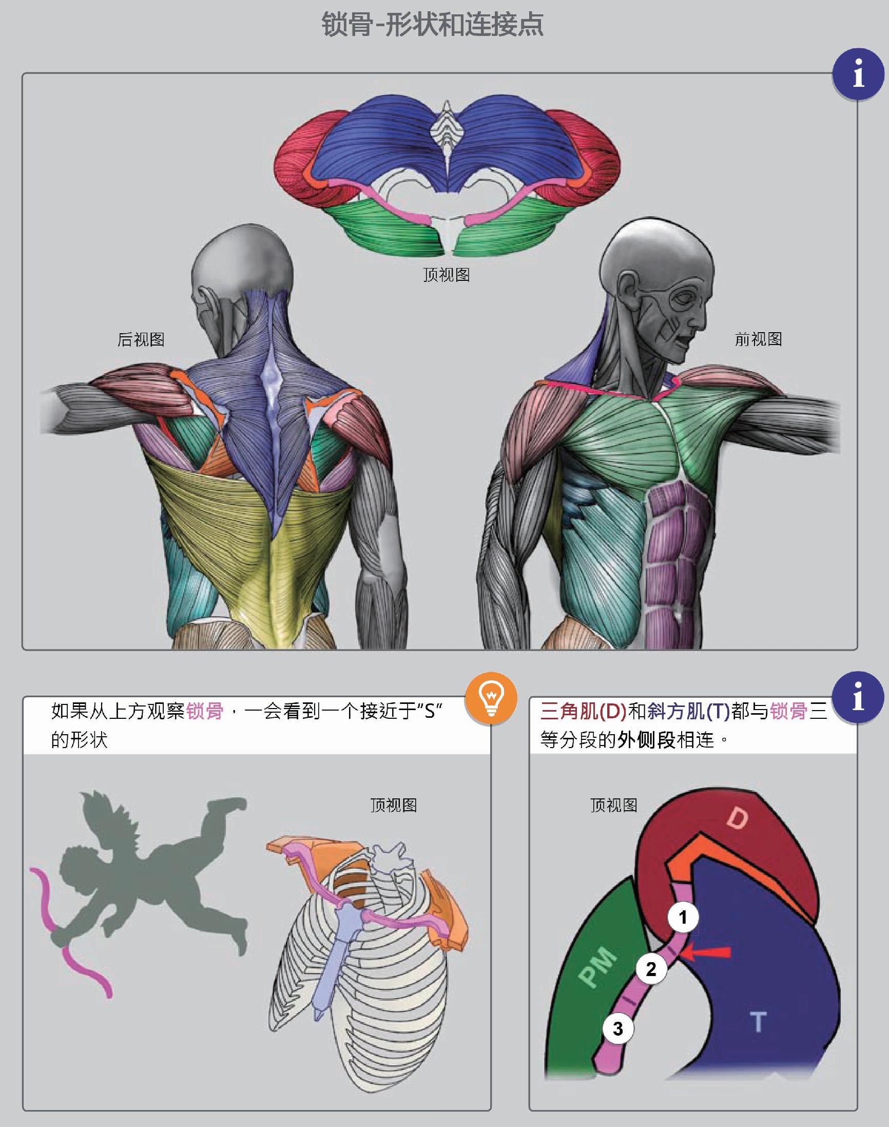 肩袖解剖详解，内附MR断层图谱