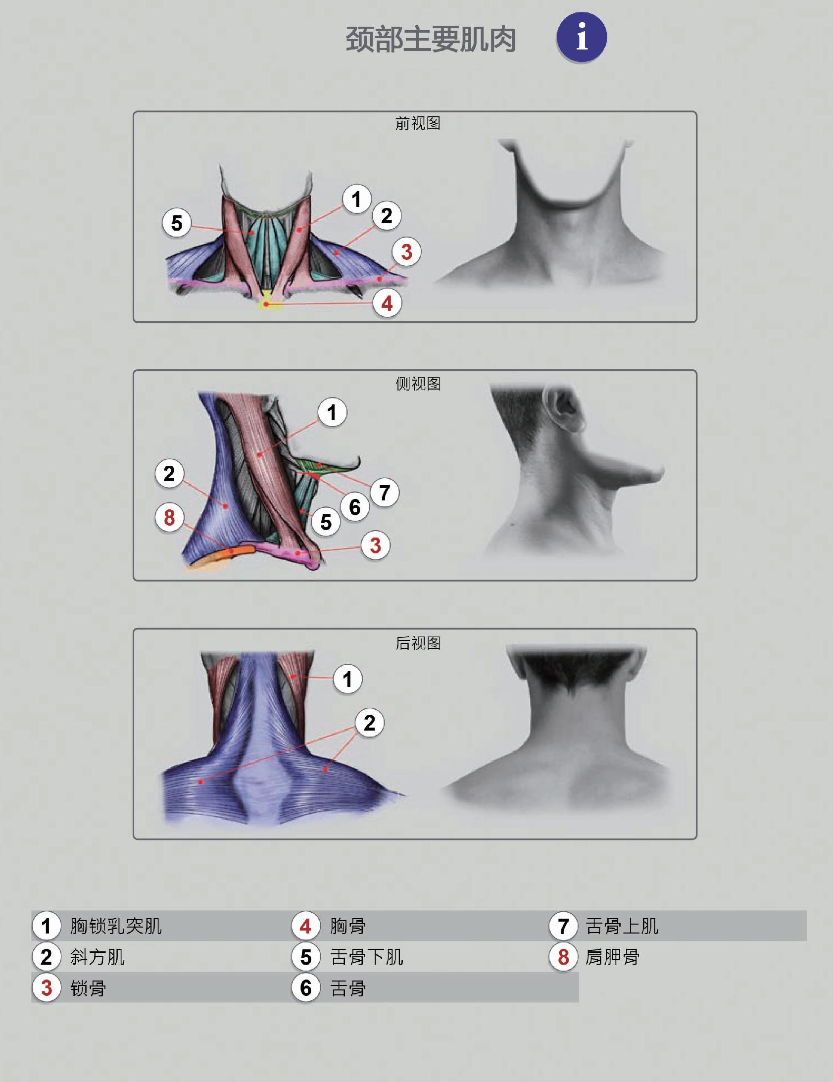 图258 颈肌（侧面观）-人体解剖组织学-医学