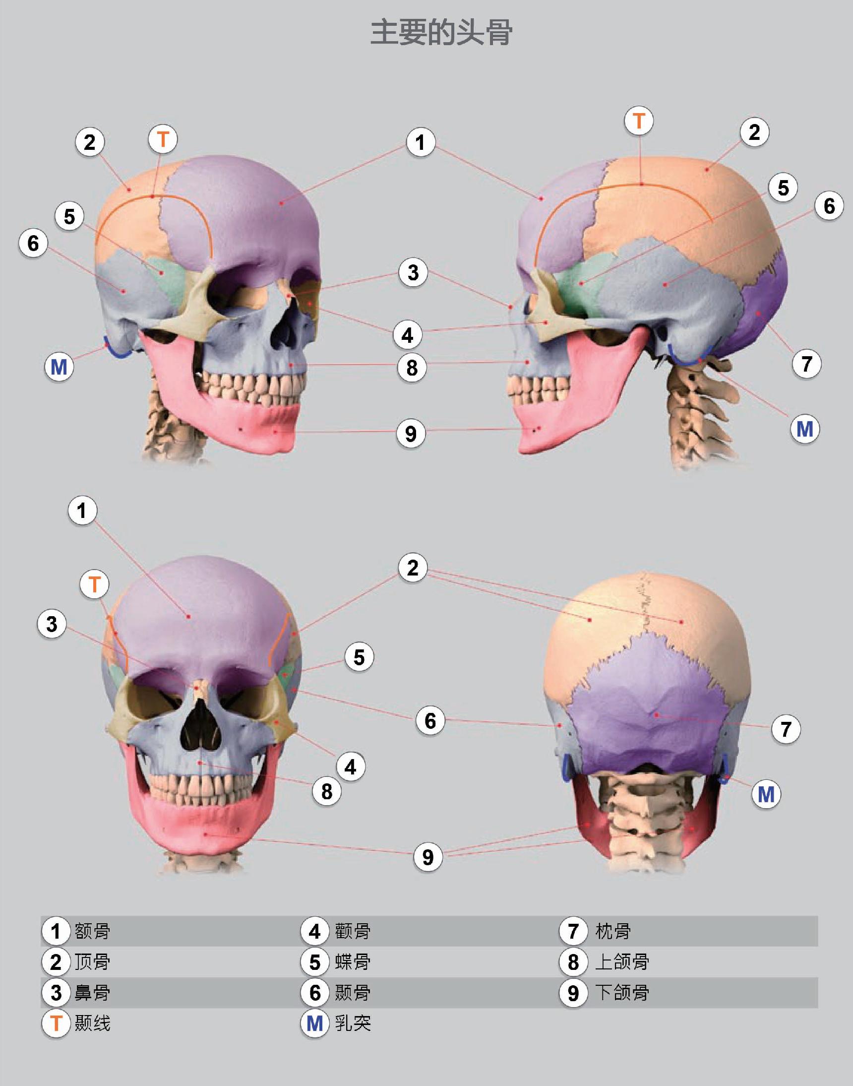 坚持学画：人体结构之头部骨骼详解 - 知乎