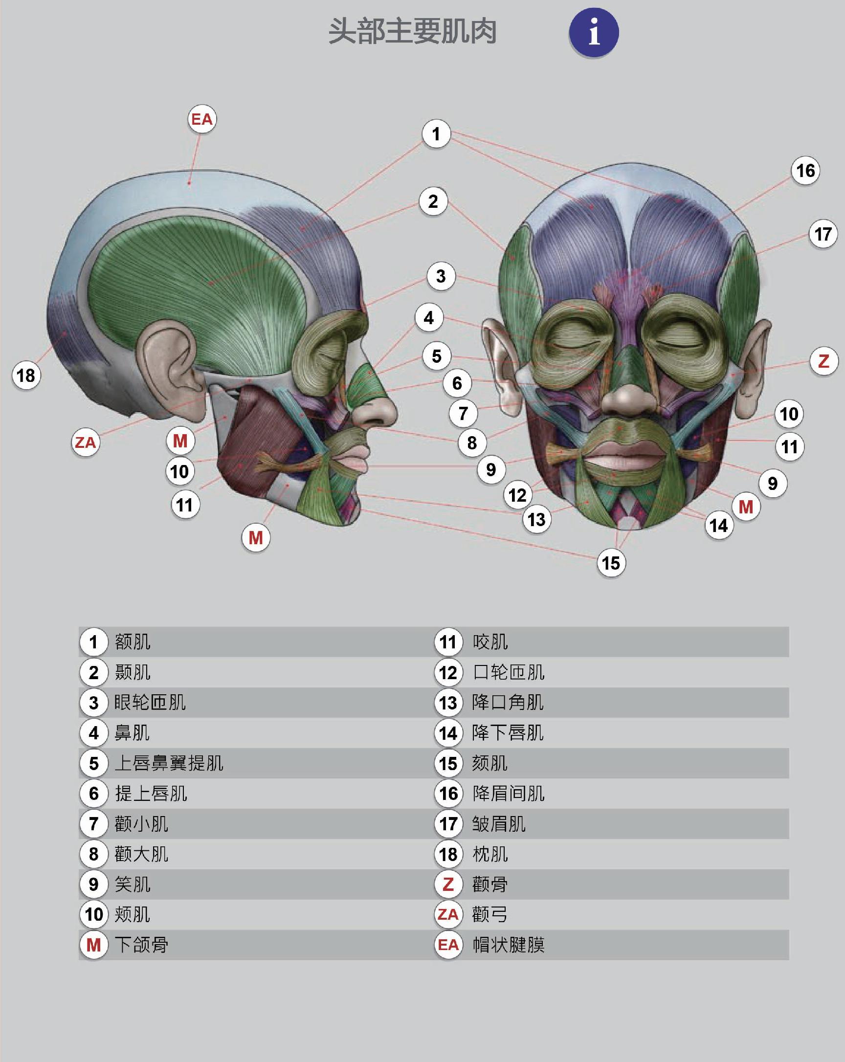 头骨的骨骼与肌肉学习-普画网