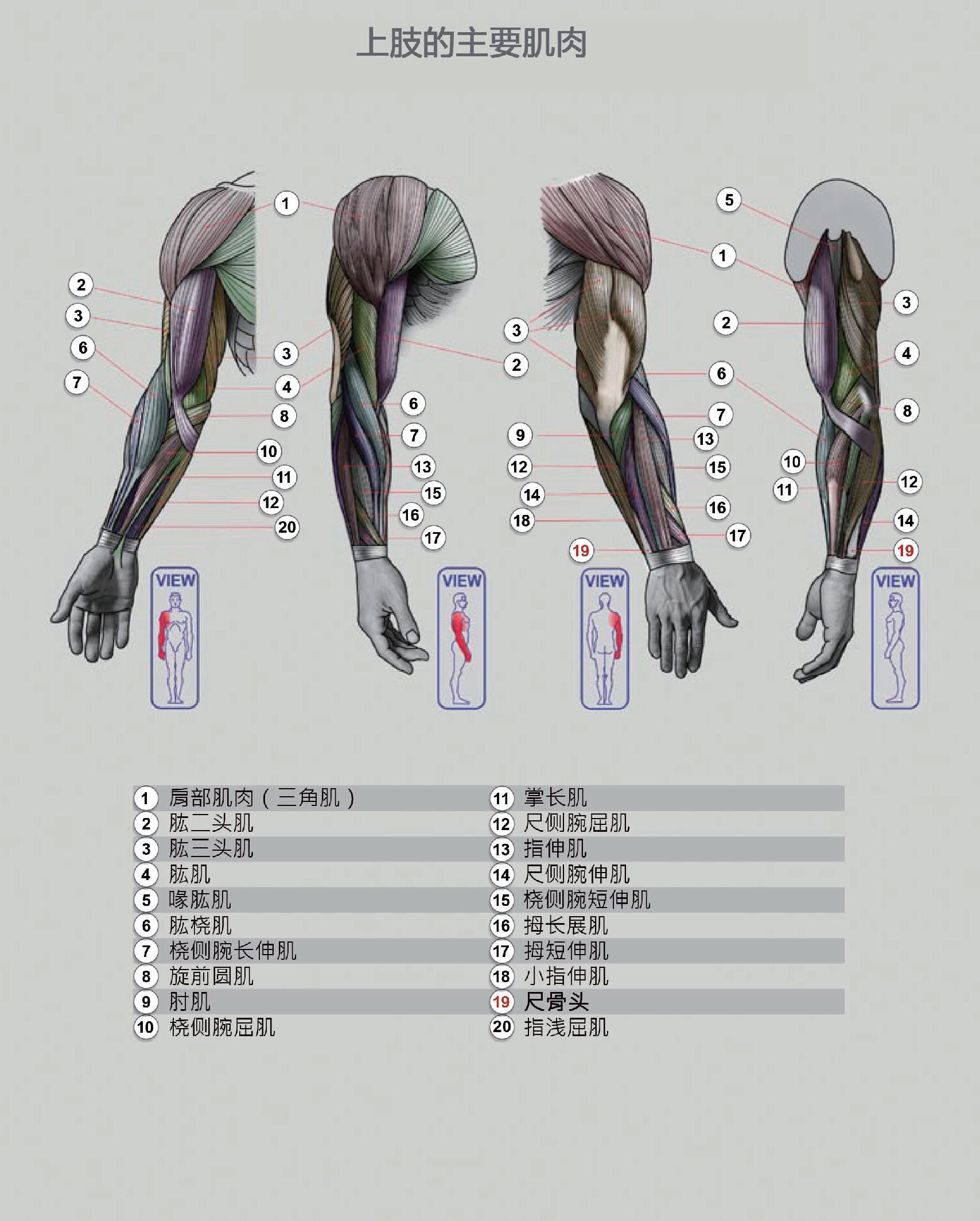 手臂肌肉图解二 - 知乎