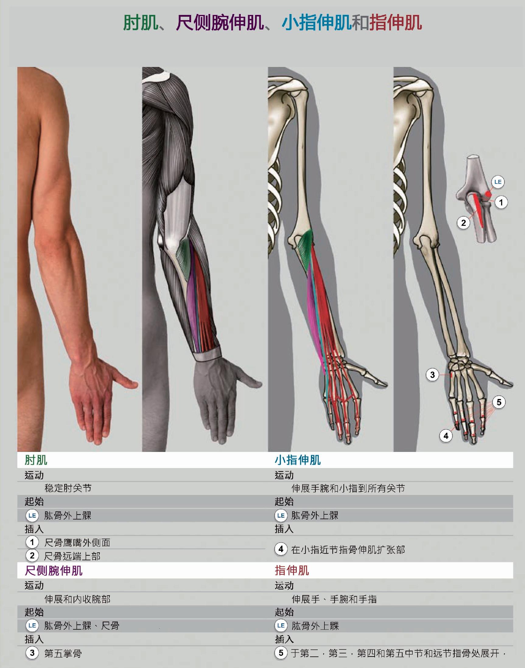 手臂绘画肌肉教案图解篇12-普画网