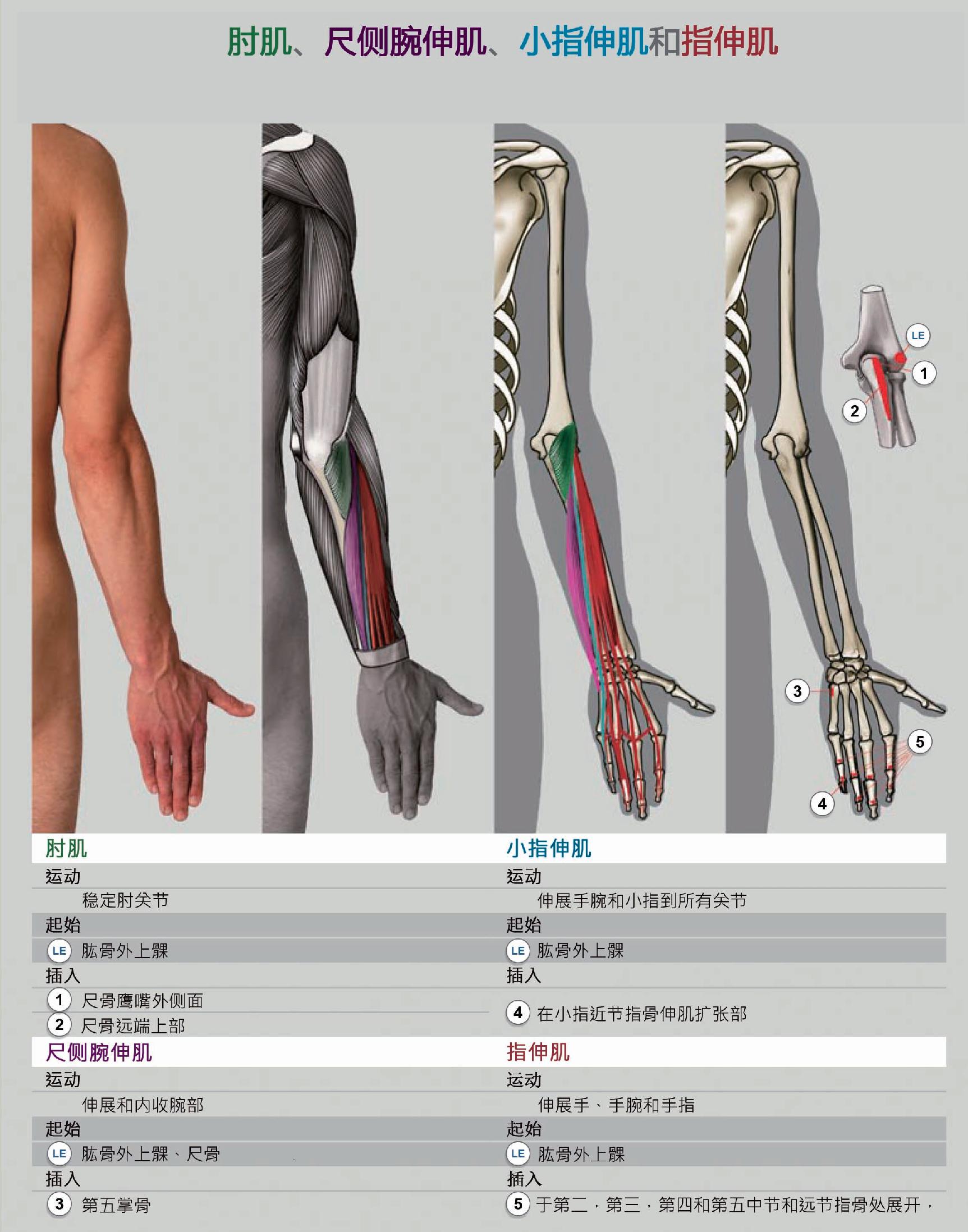 37张前臂局部解剖高清图解，收藏必备!