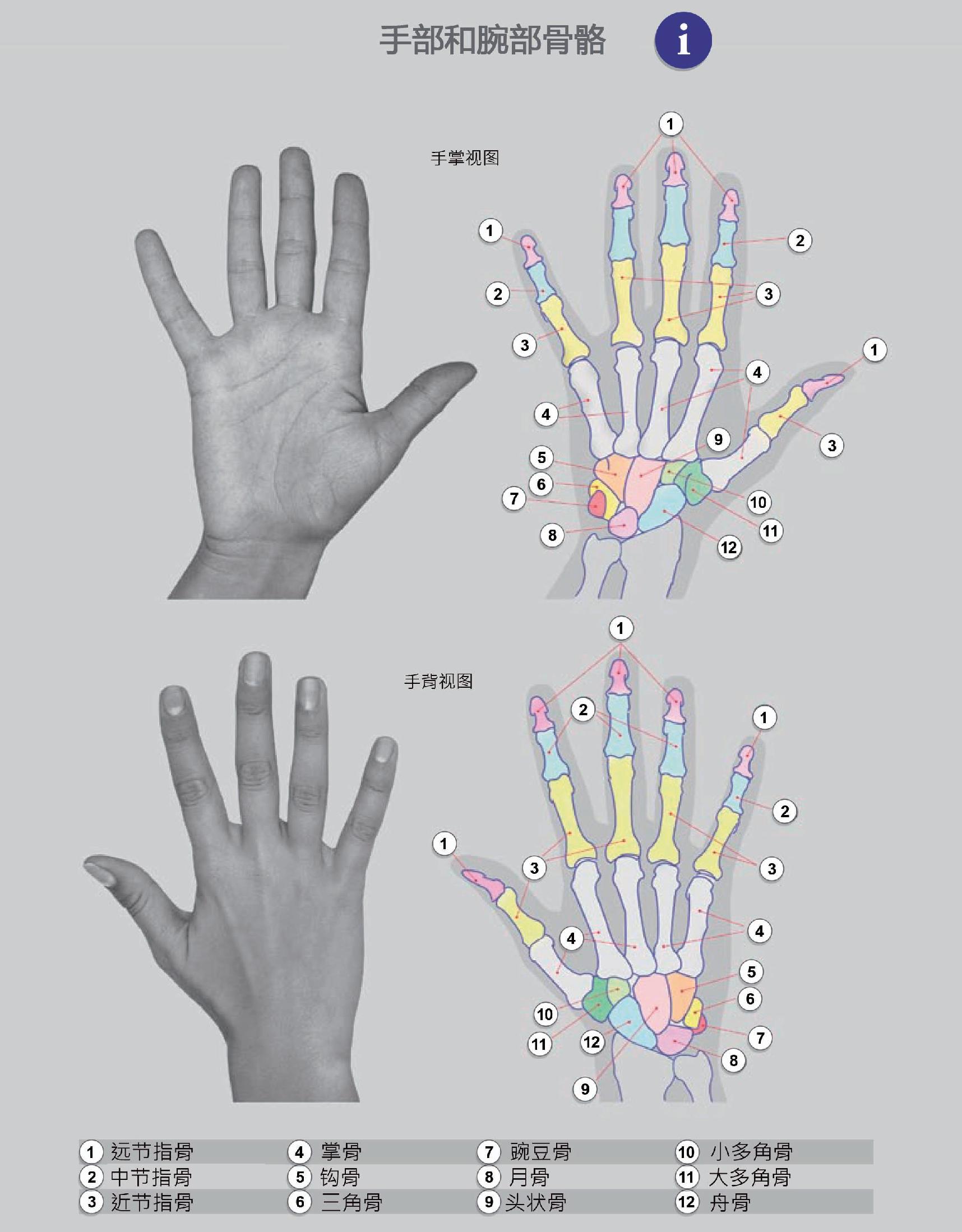 黑,白,手,骨,X射线免费照片-千叶网