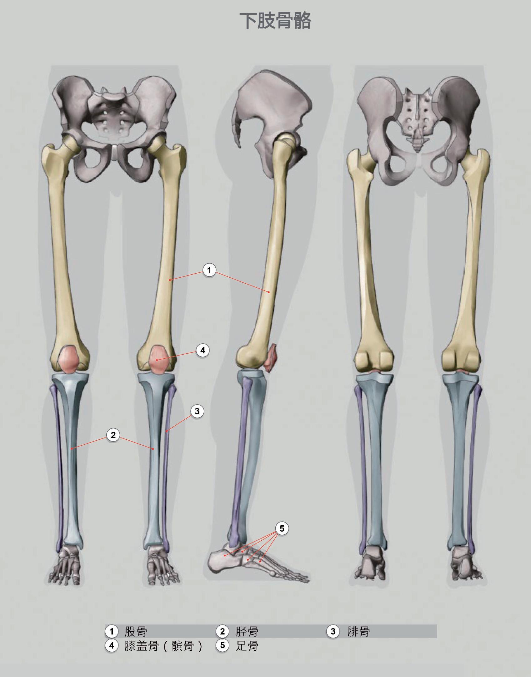 脚踝骨骼结构图_脚踝骨骼立体图_微信公众号文章