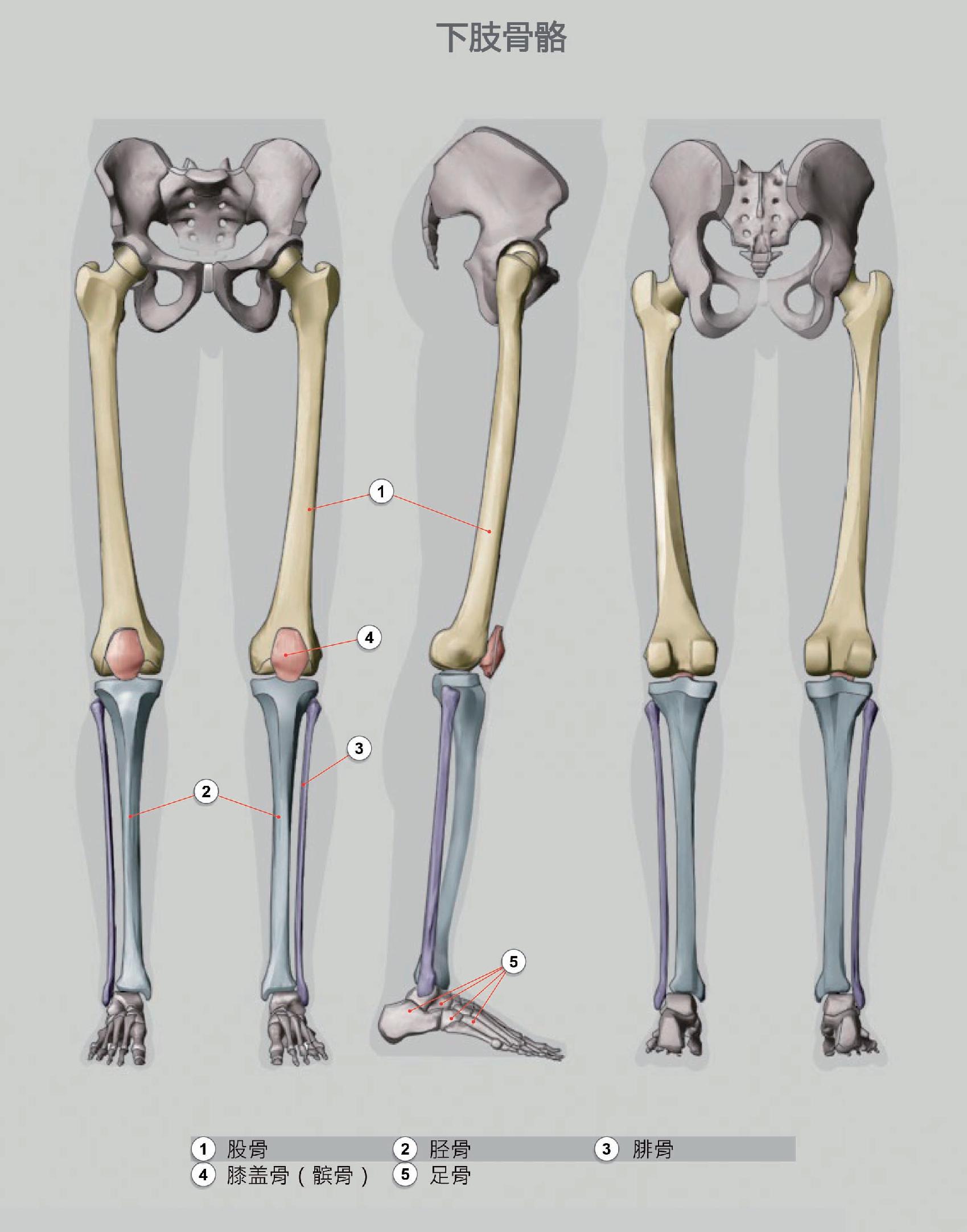 解剖学笔记 | 下肢（关节&骨） - 知乎
