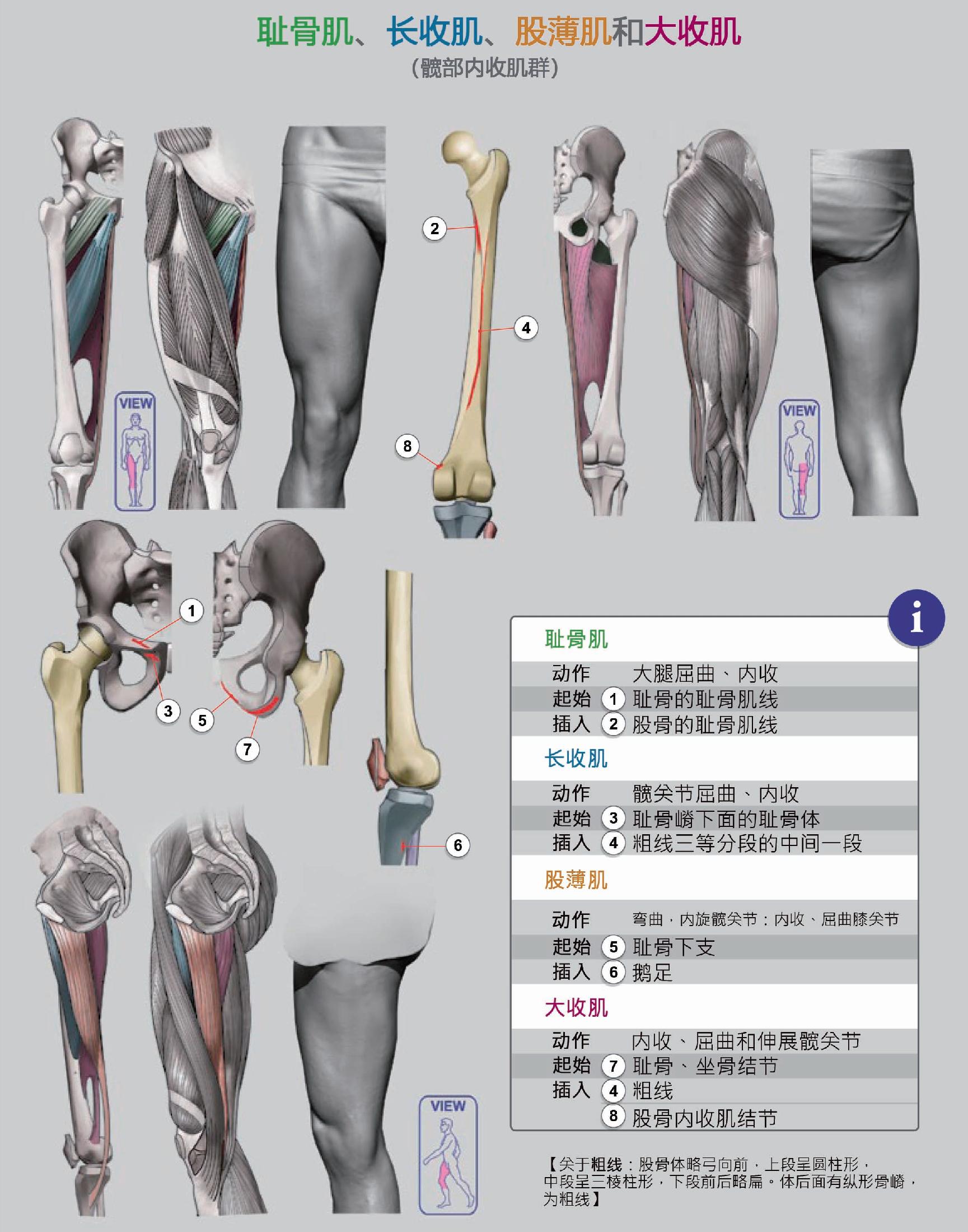 429.右大腿中1/3横切面 (B)-基础医学-医学