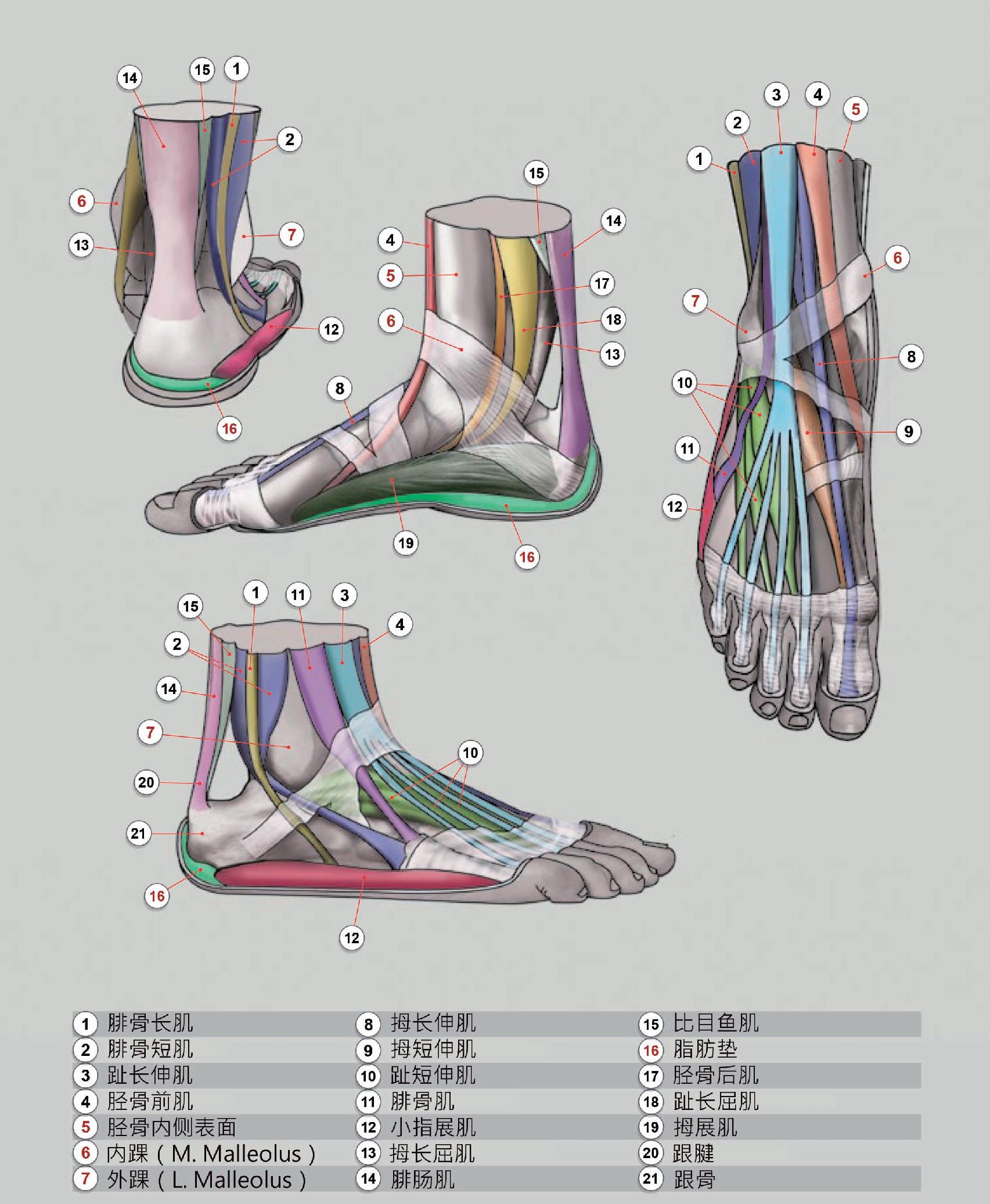 图8-24 趾间肌-临床解剖学-医学