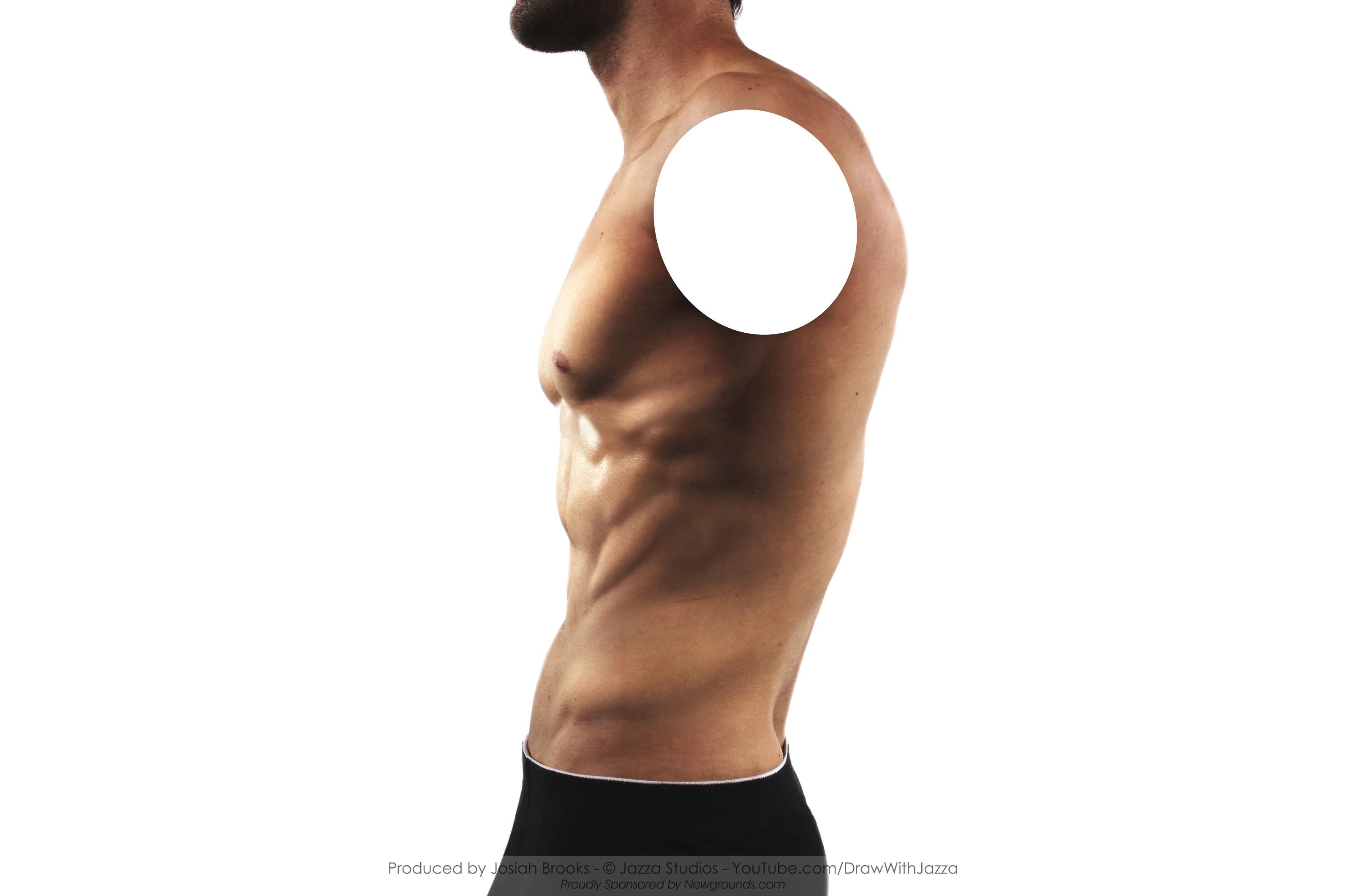 艺用人体：男性躯干的真实表现-普画网