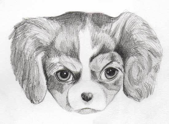 巴吉度犬怎么画？