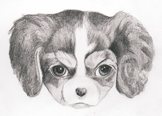 巴吉度犬怎么画？