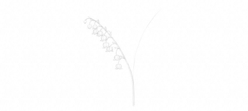 教你画山谷百合花