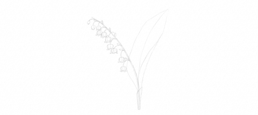 教你画山谷百合花