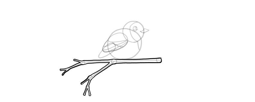 教你画一只站在树枝上的知更鸟简笔画