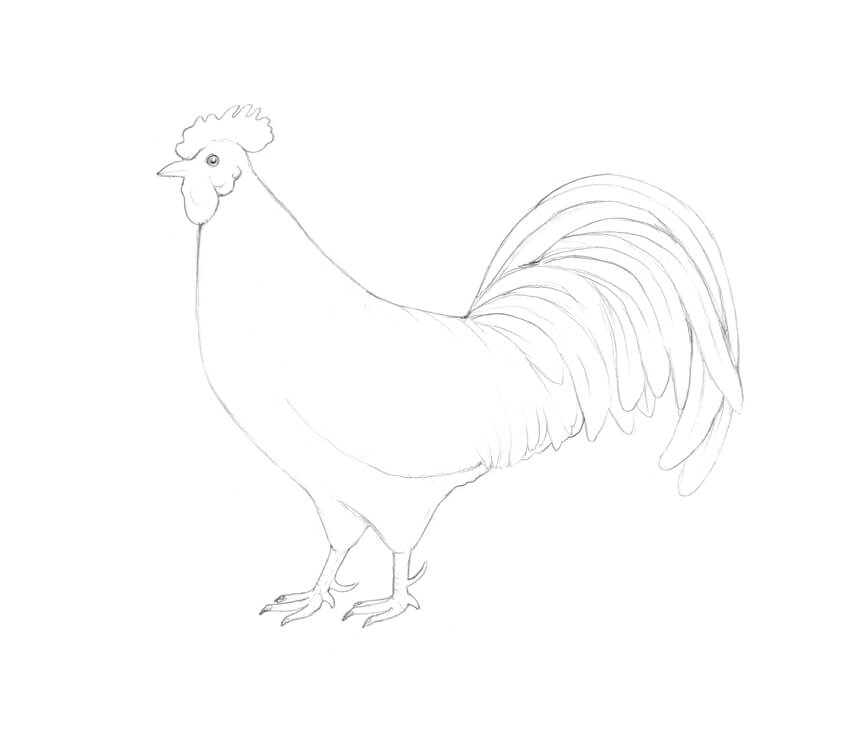 来教你怎么画一只公鸡