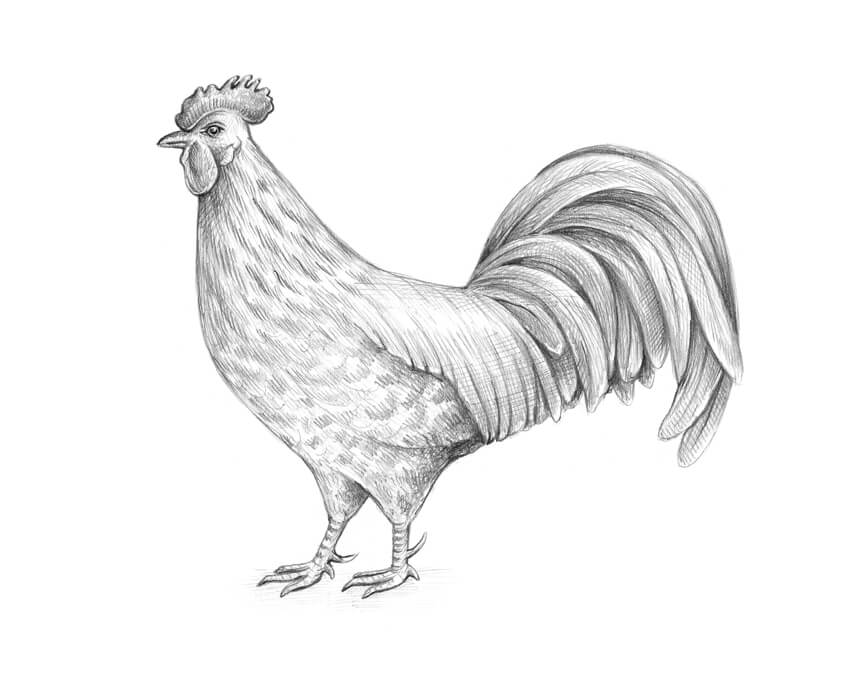 来教你怎么画一只公鸡
