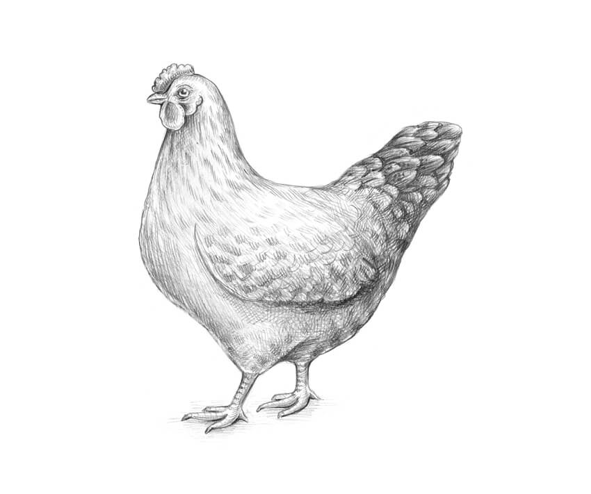 怎么画一只母鸡