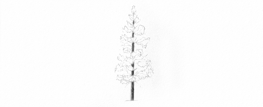 画画教程：教你素描画一颗松树