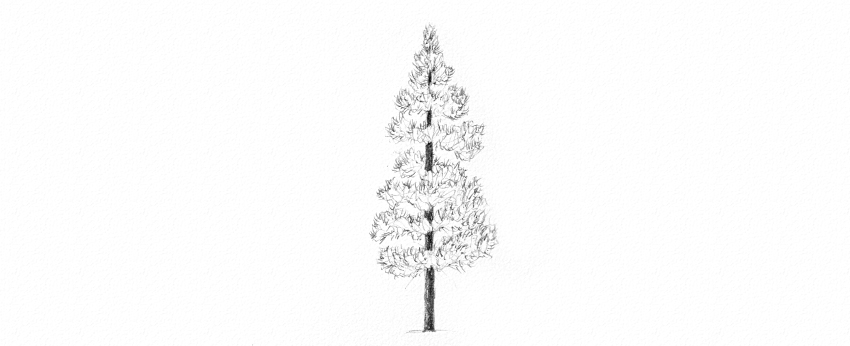 画画教程：教你素描画一颗松树