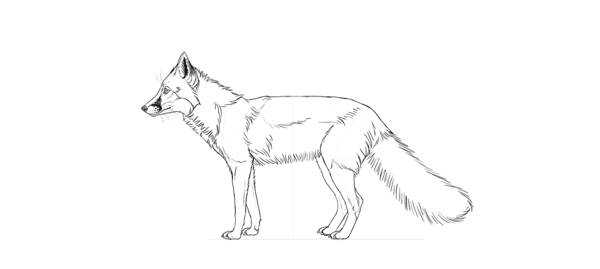 教你画一只真实的狐狸