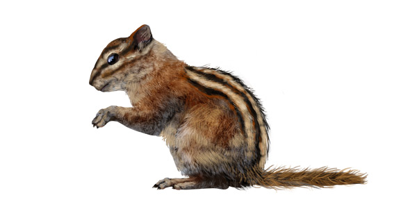 动物画画：如何画一只花栗鼠