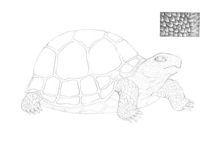 素描动物教程:怎么素描画一只陆龟