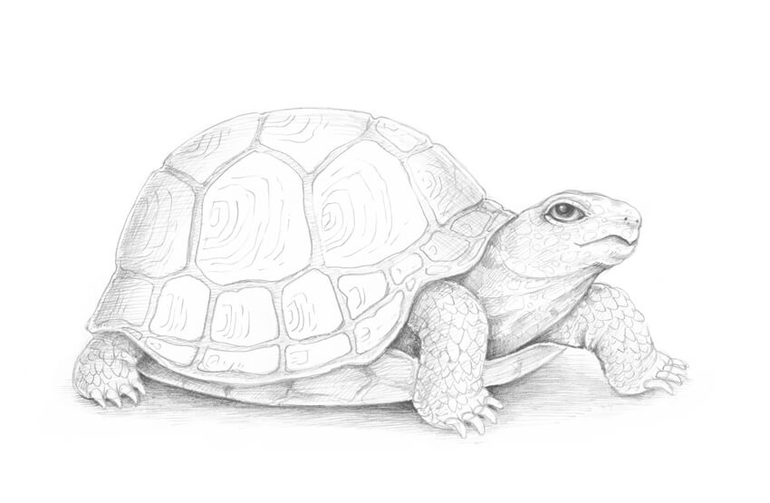 素描动物教程怎么素描画一只陆龟