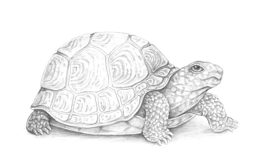 素描动物教程：怎么素描画一只陆龟