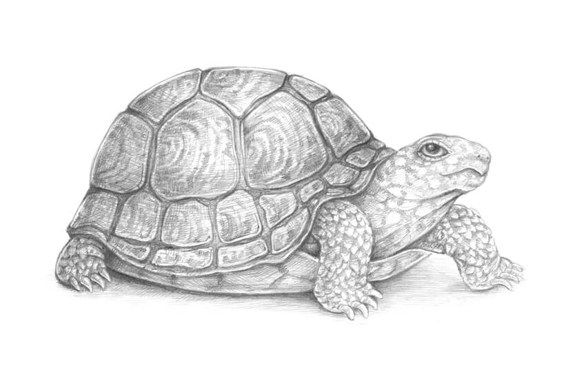 素描动物教程：怎么素描画一只陆龟