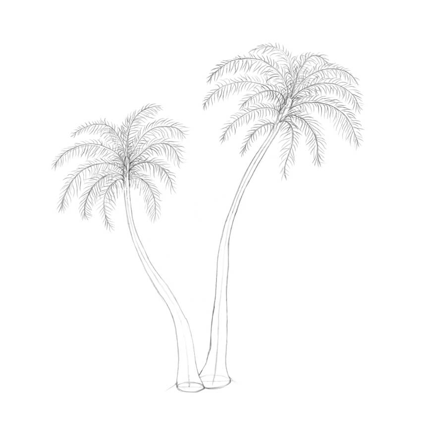 教你怎么画一颗棕榈树
