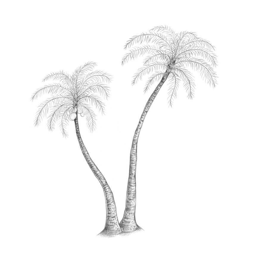 教你怎么画一颗棕榈树