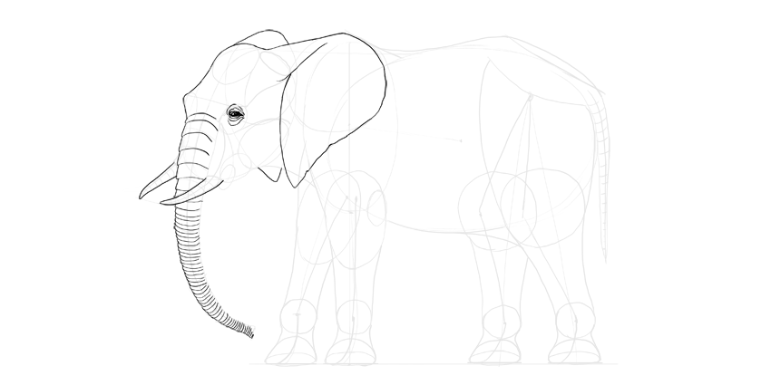 怎么画出比较真实的大象？