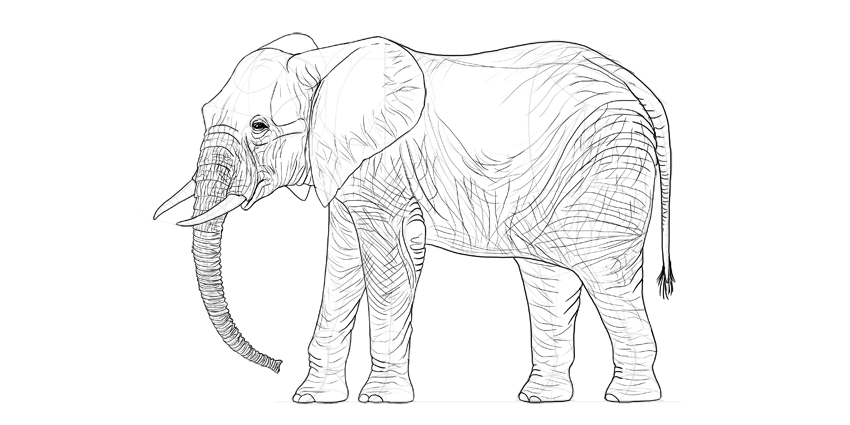 怎么画出比较真实的大象？