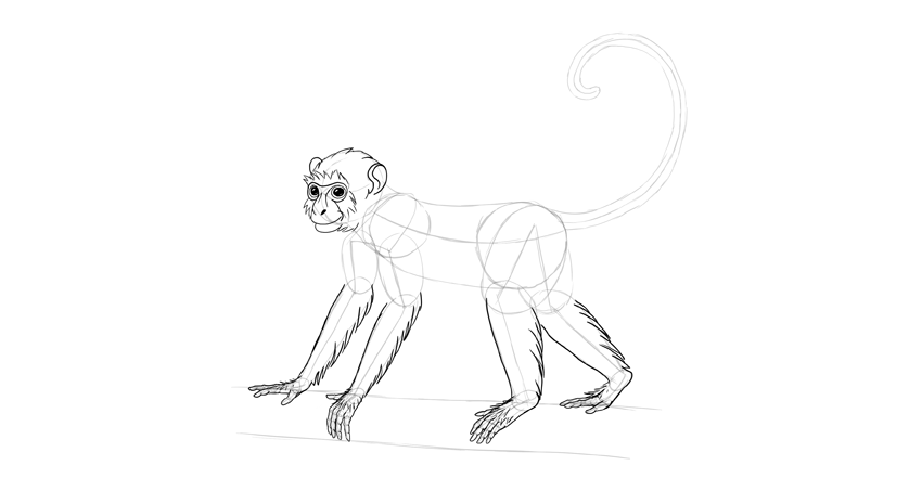 怎么画出比较真实的猴子？